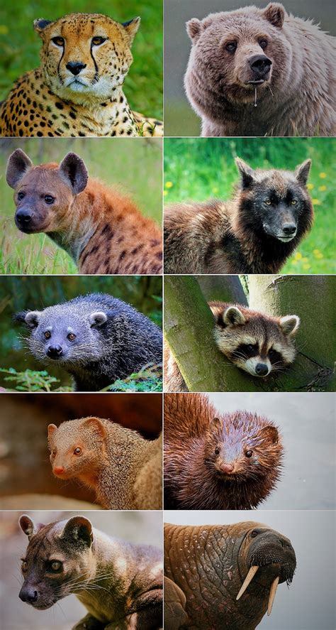 What animals are Mammals? There are nearly 6,500 publicly recognized mammal species with more being discovered all the time. Popular mammal examples …